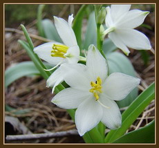 گندمی موسلی